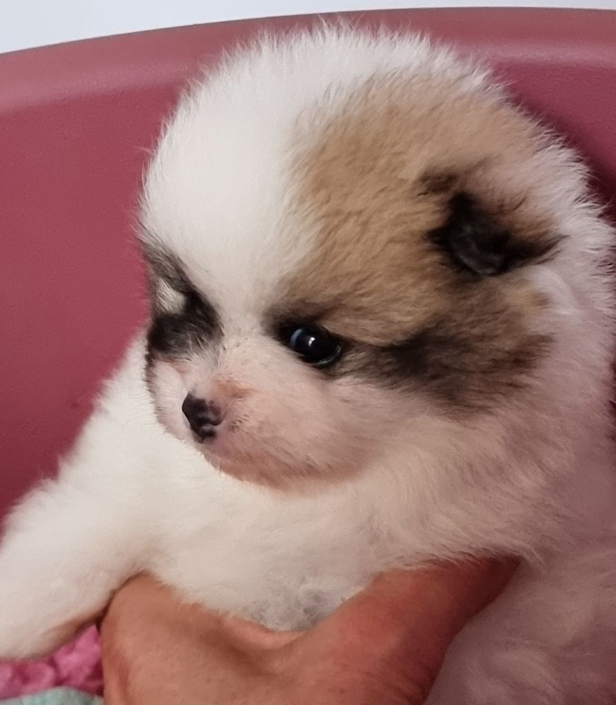 De la petite moriniere - Chiot disponible  - Spitz allemand