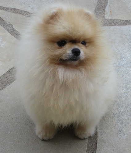 Abby boy moonshine De la petite moriniere