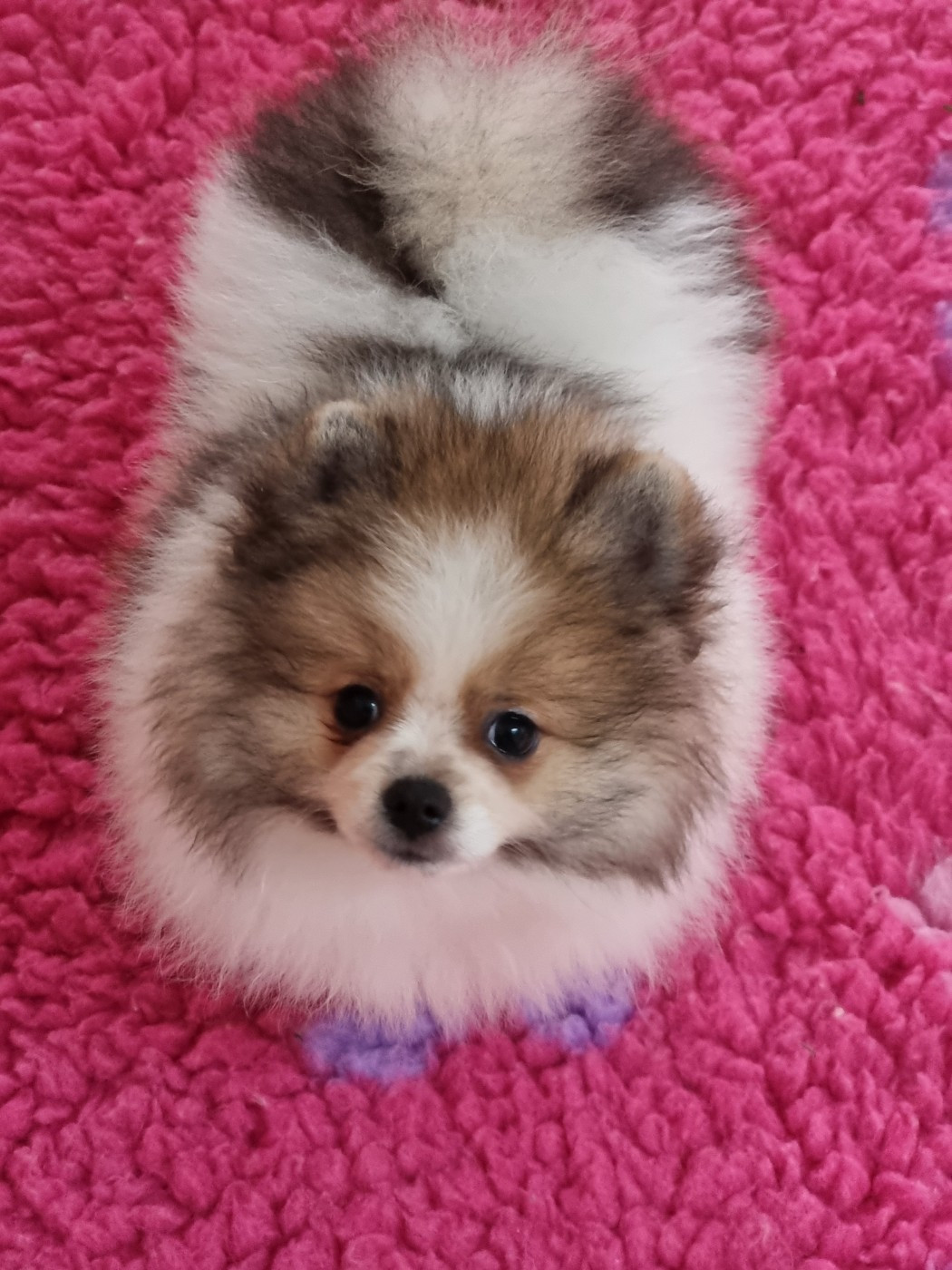 De la petite moriniere - Chiots disponibles - Spitz allemand