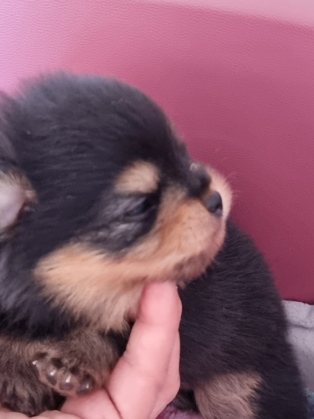 De la petite moriniere - Chiots disponibles - Spitz allemand