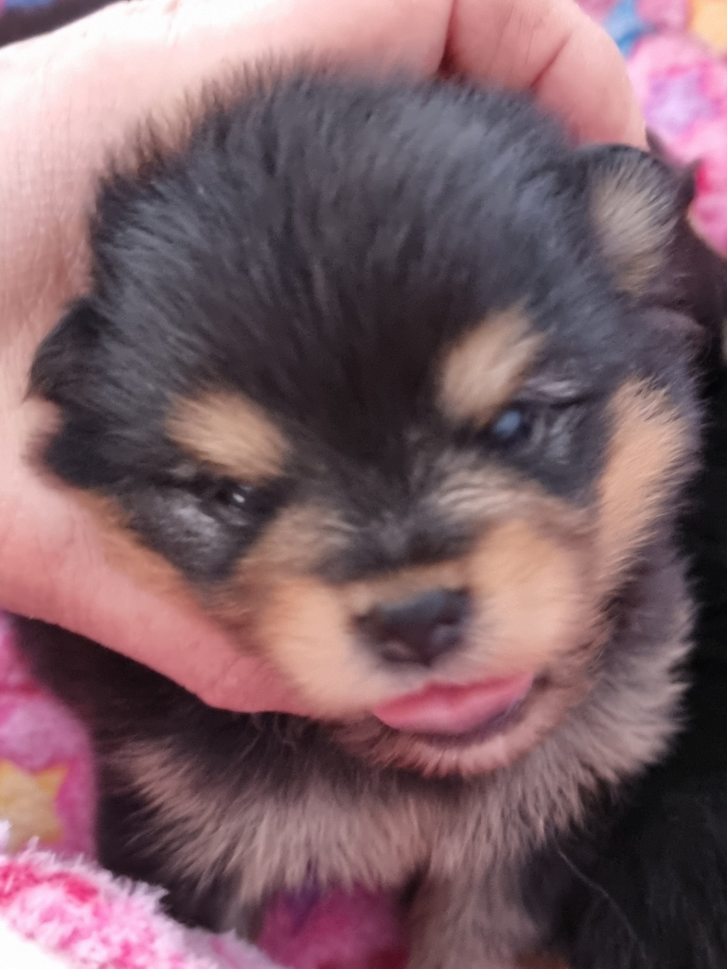 De la petite moriniere - Chiots disponibles - Spitz allemand