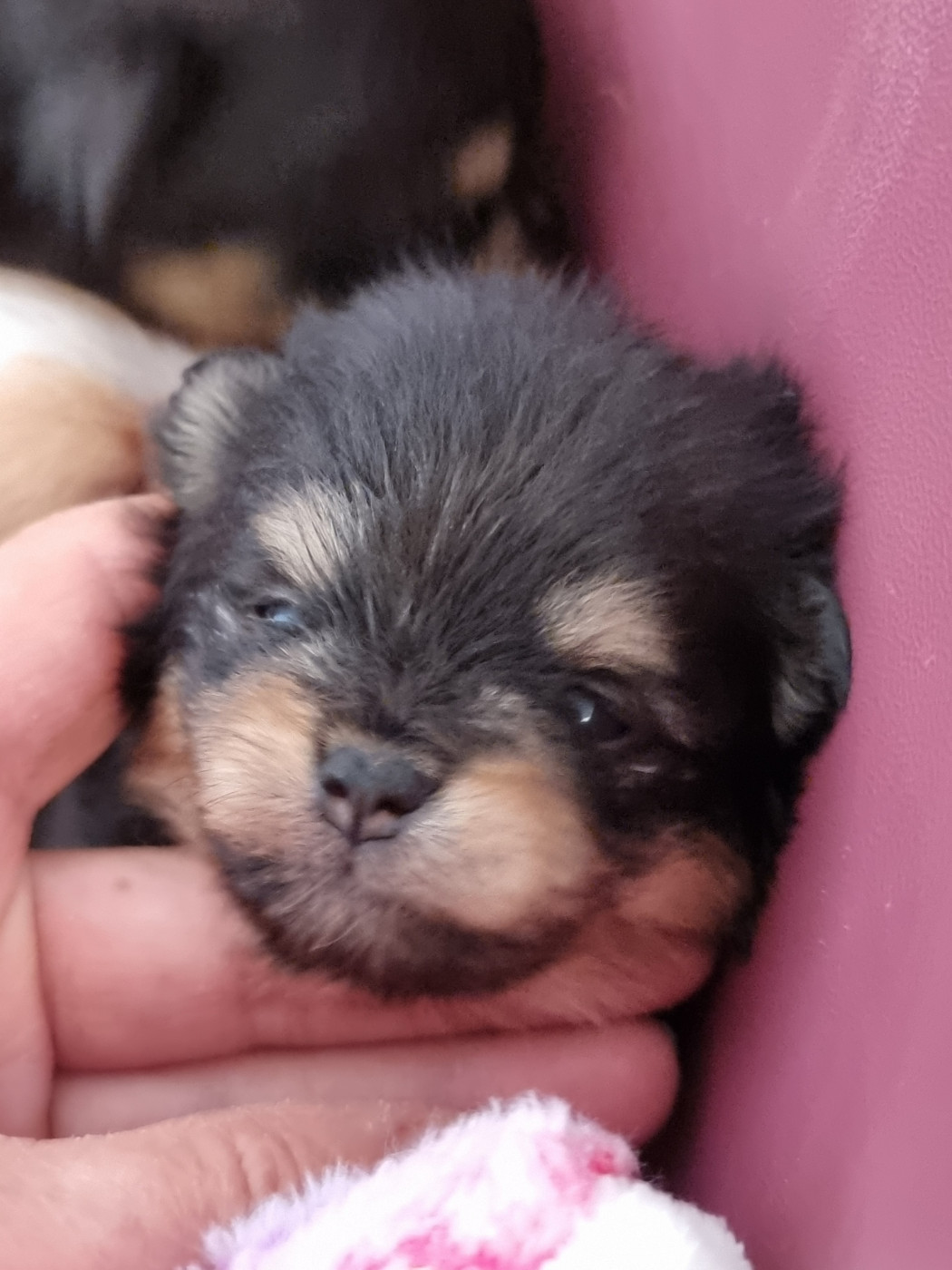 De la petite moriniere - Chiots disponibles - Spitz allemand