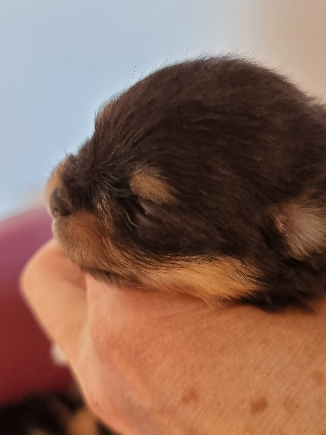 De la petite moriniere - Chiots disponibles - Spitz allemand