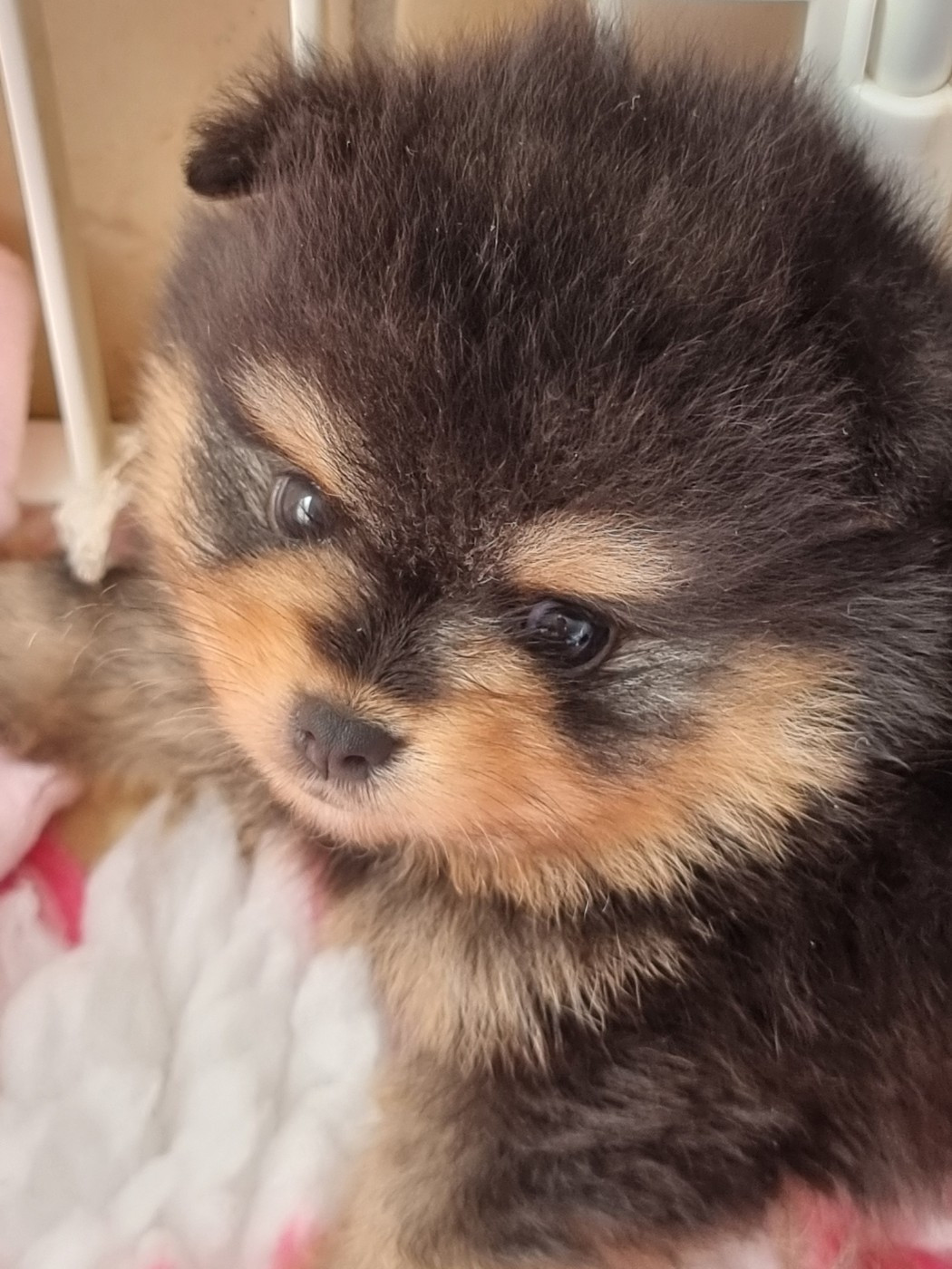 De la petite moriniere - Chiots disponibles - Spitz allemand