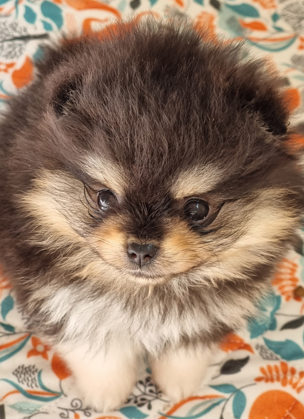 De la petite moriniere - Chiots disponibles - Spitz allemand