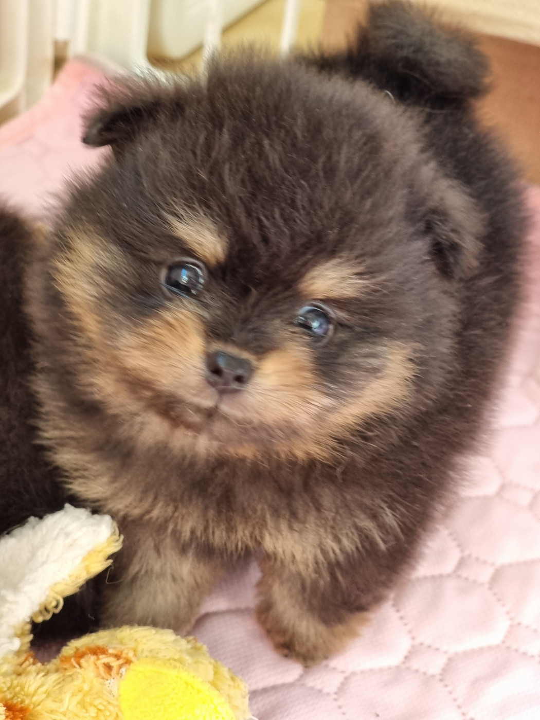 De la petite moriniere - Chiots disponibles - Spitz allemand