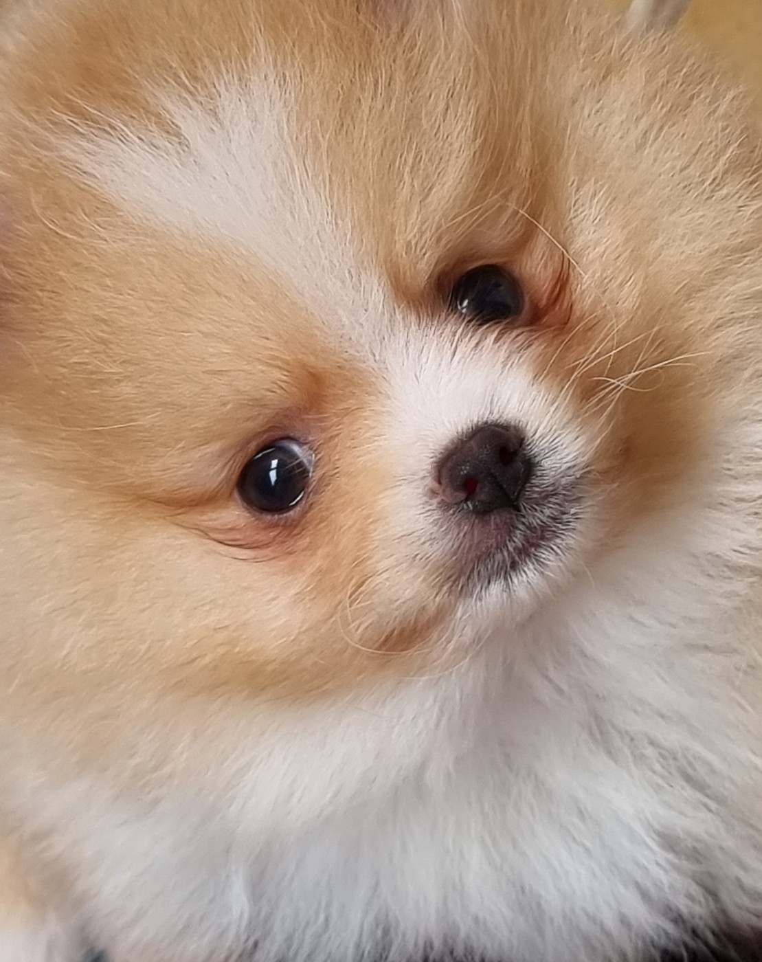 De la petite moriniere - Chiots disponibles - Spitz allemand