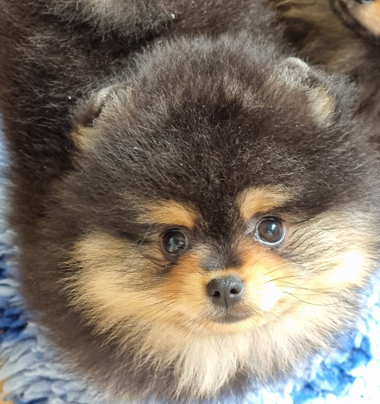 De la petite moriniere - Chiots disponibles - Spitz allemand